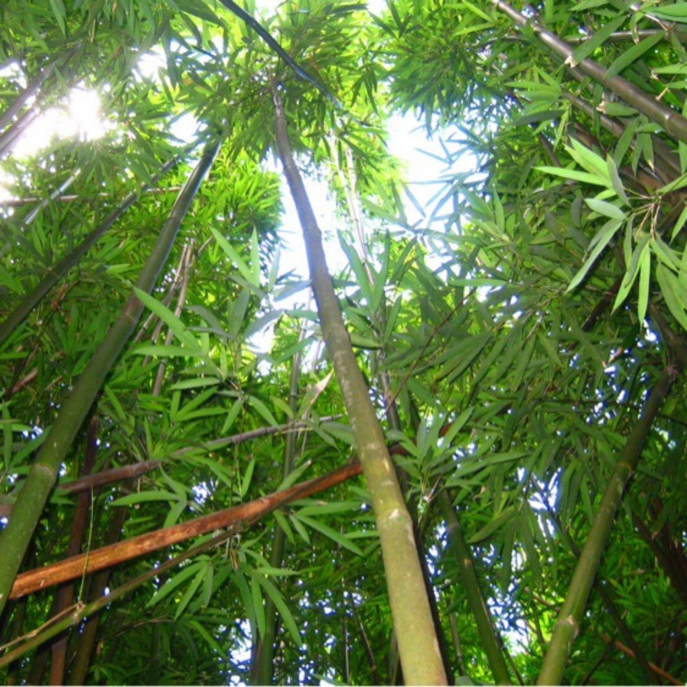 Lulumahu Falls - Bamboo Forest pic - Hiking Near Me - Honolulu, Hawaii Lulumahu Falls - Bamboo Forest pic - Hiking Near Me - Honolulu, Hawaii