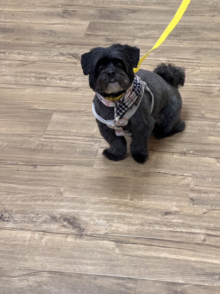 WOOF GANG BAKERY & GROOMING DURHAM 1837 Martin Luther King Jr Pkwy, Durham, North Carolina