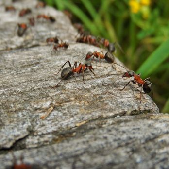 Nottingham Pest Control - If you have ants, don't spray anything and leave them so we can follow the ants to see how they are getting inside. - Pest Control Near Me Nottingham Pest Control - If you have ants, don't spray anything and leave them so we can follow the ants to see how they are getting inside. - Pest Control Near Me