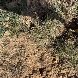 Virginia Green - Holes left by aeration.