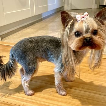 Kiyomi Pet - Pet Groomers Near Me - San Gabriel, California