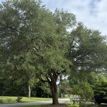 Arbory Masters - Live Oak. Don't have a before shot but limbs were touching the ground. - Tree Services Near Me - Warsaw, North Carolina Arbory Masters - Live Oak. Don't have a before shot but limbs were touching the ground. - Tree Services Near Me - Warsaw, North Carolina