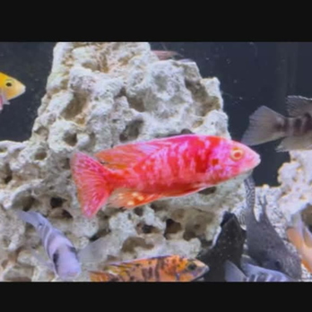 Ohio Valley Cichlids - Local Fish Stores Near Me - Wheeling, West Virginia Ohio Valley Cichlids - Local Fish Stores Near Me - Wheeling, West Virginia