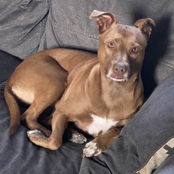 K9 Lounge - Coco - Pet Boarding Near Me