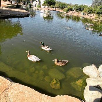 CSUN POND - Updated January 2026 - 343 Photos & 87 Reviews - 18111