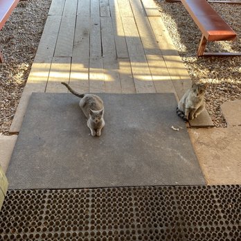 Watson's BBQ - If you have any scraps the cats will take care of them. - Barbeque Near Me - Tucumcari, New Mexico