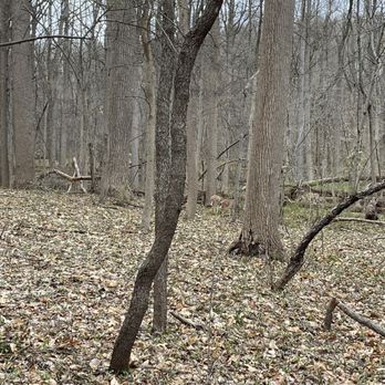 South Mountain Fairy Trail - Deers in the background - Kids Activities Near Me
