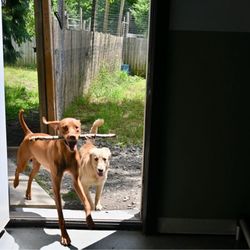 Happy Tails Pet Resort and Camp - Having a blast at Happy Tails with her fur-iends.