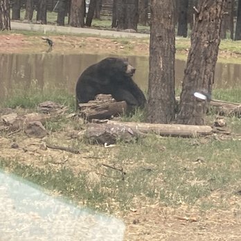 Bearizona - Black bear - Zoos Near Me - Williams, Arizona