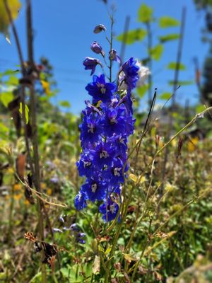 Luther Burbank Home & Gardens by null