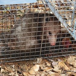 Integrity Pest Solutions Maine - Customer complained of an animal outside scaring their dogs. We caught a possum and released him in the woods.