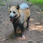Photo of Canine-Corner From Hair To Heel