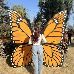 Butterfly display as you walk in Butterfly display as you walk in