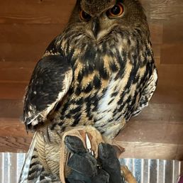 ollie the owl ollie the owl