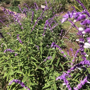 Ali'i Kula Lavender - Tours Near Me - Kula, Hawaii Ali'i Kula Lavender - Tours Near Me - Kula, Hawaii