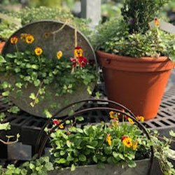 Avery Creek Nursery - Violas