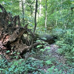 Scott's Run Nature Preserve