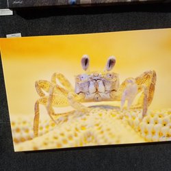 Annual National Shrimp Festival - The four day 48th annual international shrimp festival in Gulf Shores, AL. October 2019