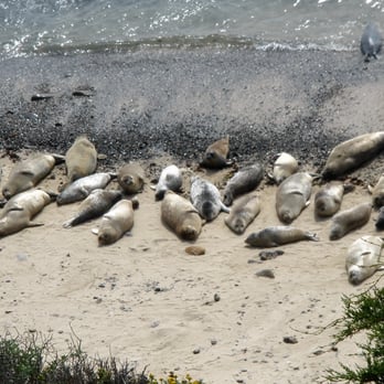 Fitzgerald Marine Reserve - Fitzgerald Marine Reserve, Half Moon, CA - they have the right idea - Parks Near Me - Moss Beach, California Fitzgerald Marine Reserve - Fitzgerald Marine Reserve, Half Moon, CA - they have the right idea - Parks Near Me - Moss Beach, California
