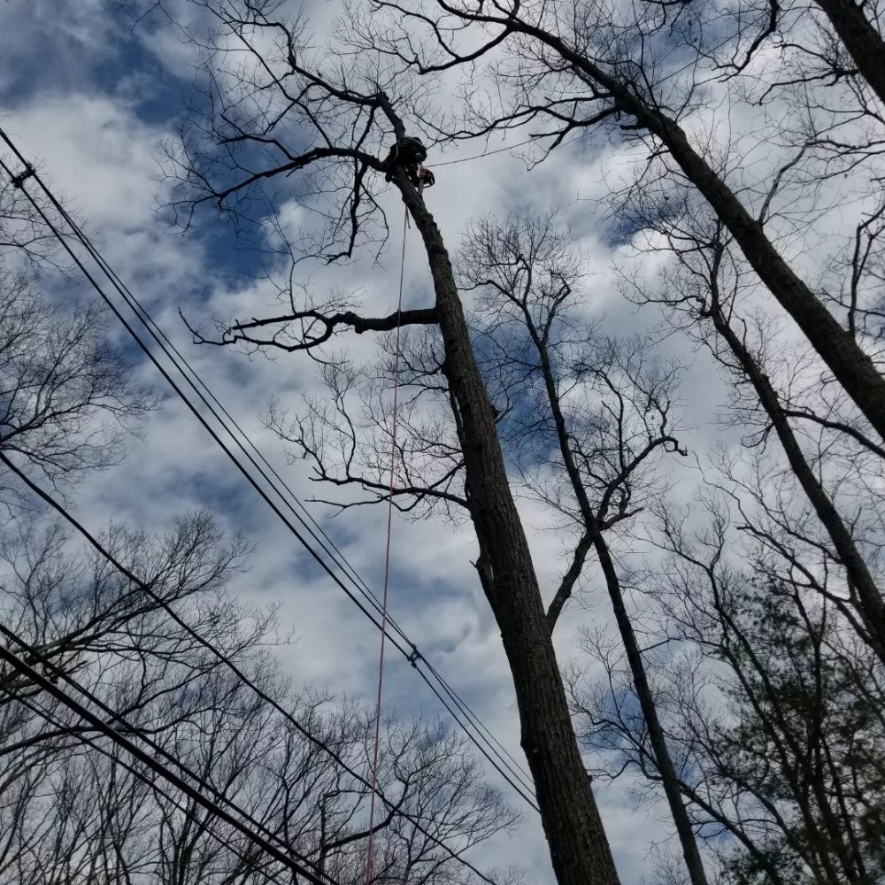 B&S Landscaping & Tree Removal services - tree service in Chelsea, MA