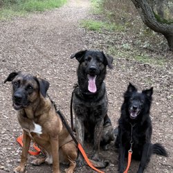 The K-9 Clinic