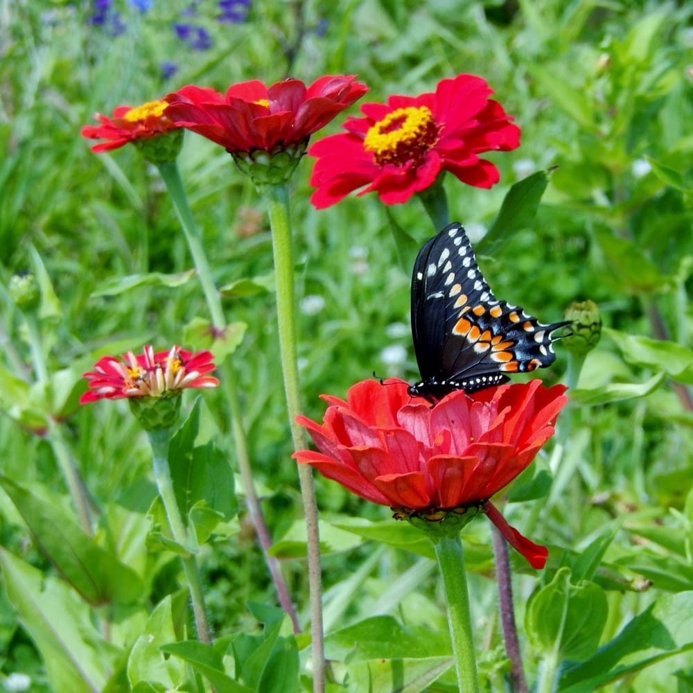 FLOWER POWER VT Updated May 2024 991 Middlebrook Rd, Ferrisburgh