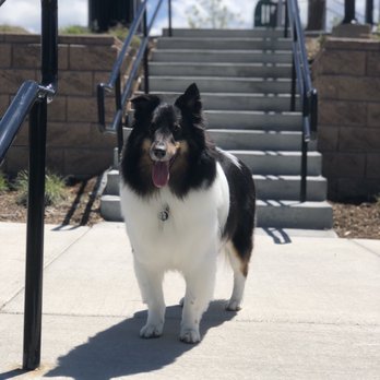 A Clip Above - After grooming - Pet Groomers Near Me - Centennial, Colorado