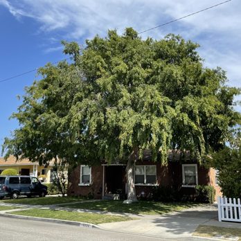 Octavio's Tree Service - Giant tree before - Tree Services Near Me Octavio's Tree Service - Giant tree before - Tree Services Near Me