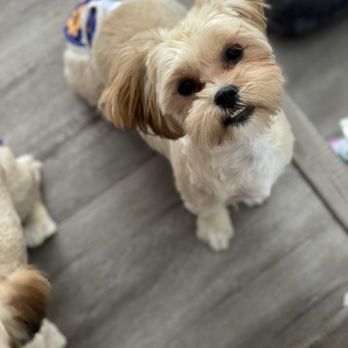 Brush N Pupps Grooming - Canela - Pet Groomers Near Me - Moreno Valley, California