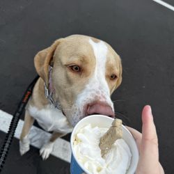 Pup cup