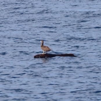 PacWhale Eco-Adventures - Brown Footed Booby floating out to sea on a log - Tours Near Me - Wailuku, Hawaii PacWhale Eco-Adventures - Brown Footed Booby floating out to sea on a log - Tours Near Me - Wailuku, Hawaii