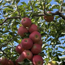 Seven Ponds Orchard - Apples from Seven Ponds Orchard