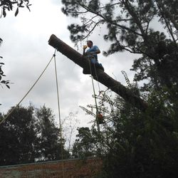 Arborman Tree Service