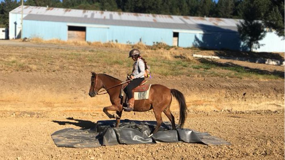 Rustic Ridge Arena & Trail Course - equestrian in Gaston, OR