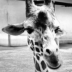 Elmwood Park Zoo
