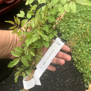 Ty Ty Nursery - Trumpet vine not cross vine - Nurseries & Gardening Near Me - Ty Ty, Georgia