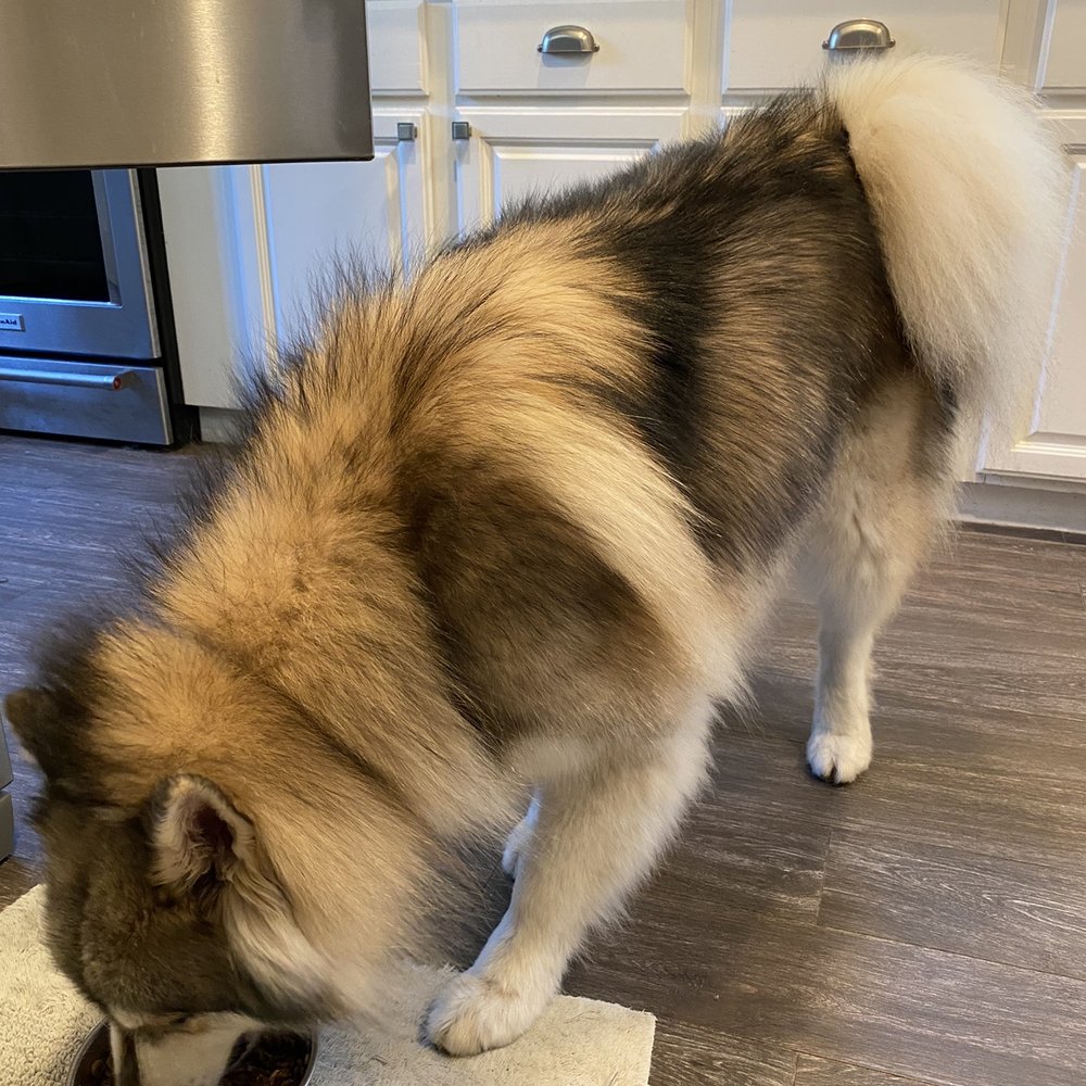 Dirty Paws - Soft, tangle-free fur. - Pet Groomers Near Me - Long Beach, California