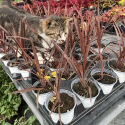 Mansfield Gardens - Cat