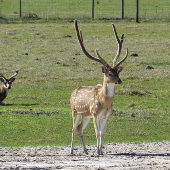 Safari Wilderness Ranch - Tours Near Me - Lakeland, Florida Safari Wilderness Ranch - Tours Near Me - Lakeland, Florida