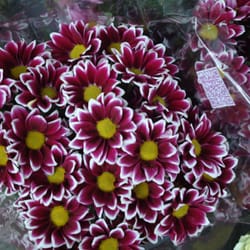 Beautiful Flowers & more