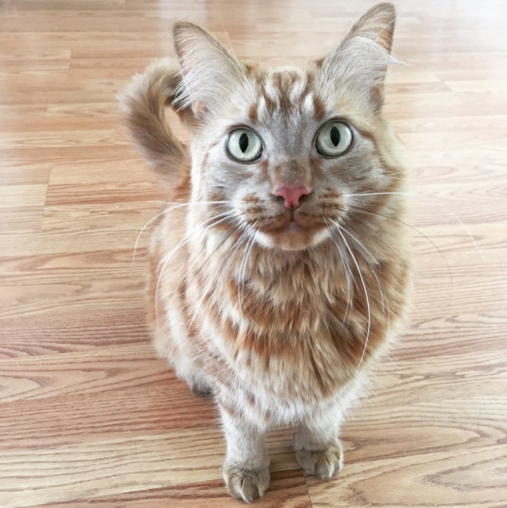 HIGH TAIL DOG WALKING AND PET SITTING 18 Photos Dog Walkers Los