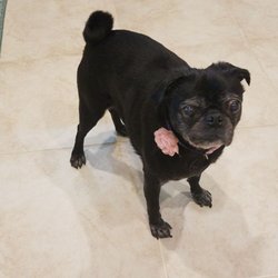Heartbeats at your Feet Pet Services
