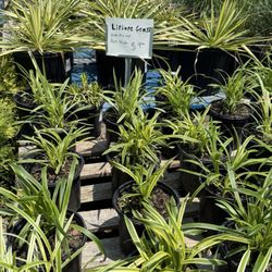 Bullards Landscape Nursery - Liriope Grass