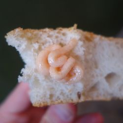Taverna Brillo - 5/29/18 Taverna Brillo: Kalles Kaviar Creamed Smoked Fish Roe Spread