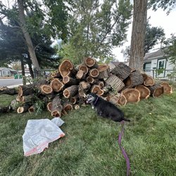 Beaver Tree Services
