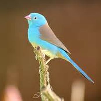 Forest Wonders - cordon Blue - Pet Stores Near Me - Lunenburg, Massachusetts