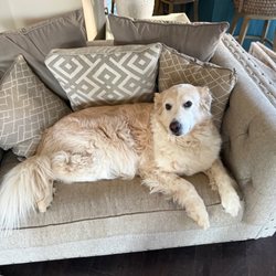 Sit Stay Andra - Charlie
