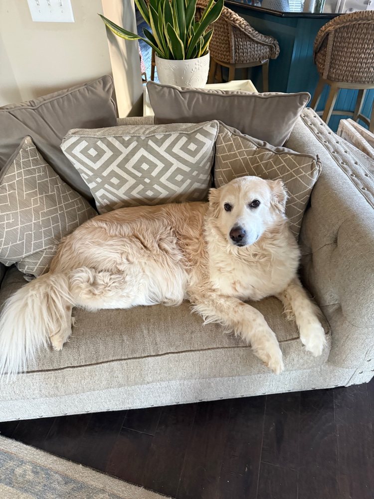 Sit Stay Andra - pet boarding facility in Hoover, AL
