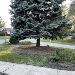 Terry Hughes Tree Service