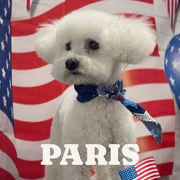 Dog grooming